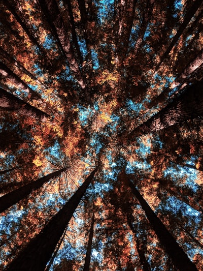 林木低角度摄影
